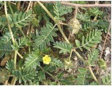 A Mórahalmi Rendészet felhívása a problémákat okozó királydinnyével kapcsolatban