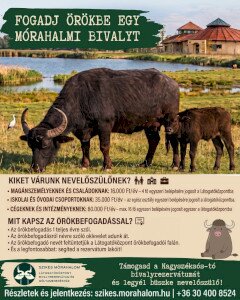 Fogadj örökbe egy bivalyt!