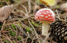 Kucsmagomba vadászat