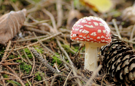 Értékeink nyomában 2.: Kucsmagomba vadászat