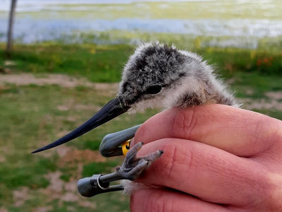 Gulipán fiókákat gyűrűztek a Nagyszéksós-tónál