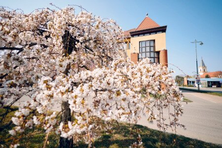 Meghívó képviselő-testületi ülésre
