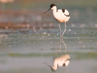 Mórahalom, Madarász-tó