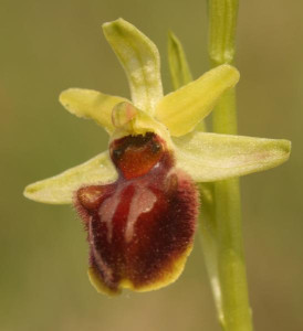 Mórahalom, Tanaszi-semlyék