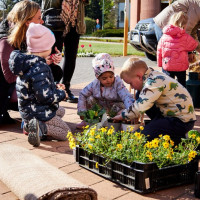 Mórahalom ünnepi díszben (2025)!
