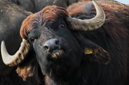 Nagyszéksós-tó és Bivalyrezervátum