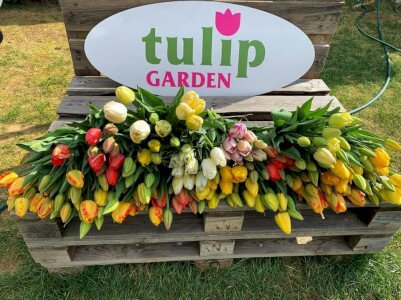 TulipGarden - Tulipánszüret