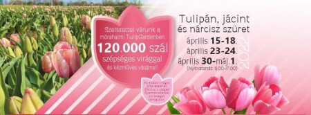 Tulipán, jácint és nárciusz szüret - Tulipgarden