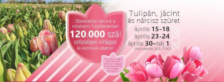 Tulipán, jácint és nárciusz szüret - Tulipgarden