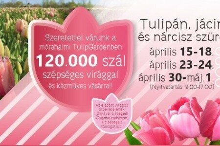Tulipán, jácint és nárciusz szüret - Tulipgarden