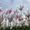 Tulipgarden1