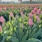 Tulipgarden4