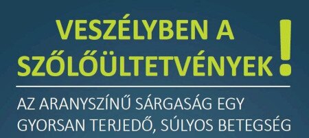 Veszélyben a szőlőültetvények!