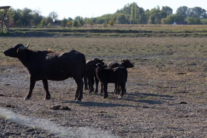 Bivalyrezervátum Mórahalmon