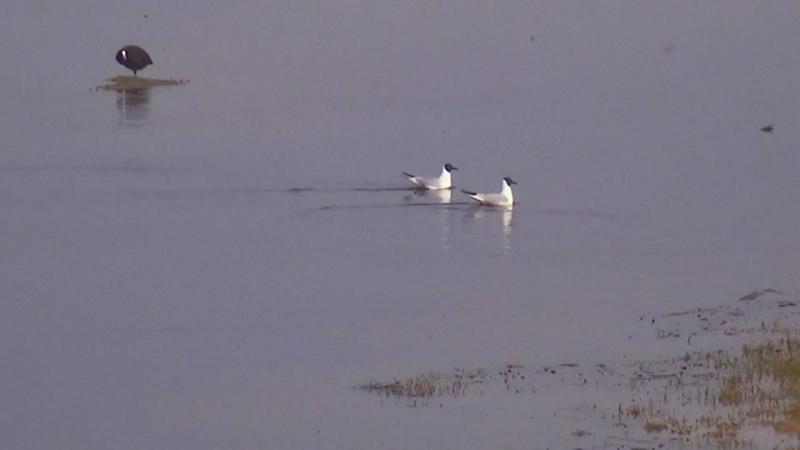 Lassan megtelik élettel a Nagyszéksós-tó - VIDEÓ