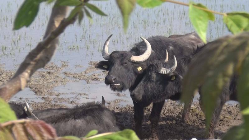 A Nagyszéksós-tavi Bivalyrezervátum
