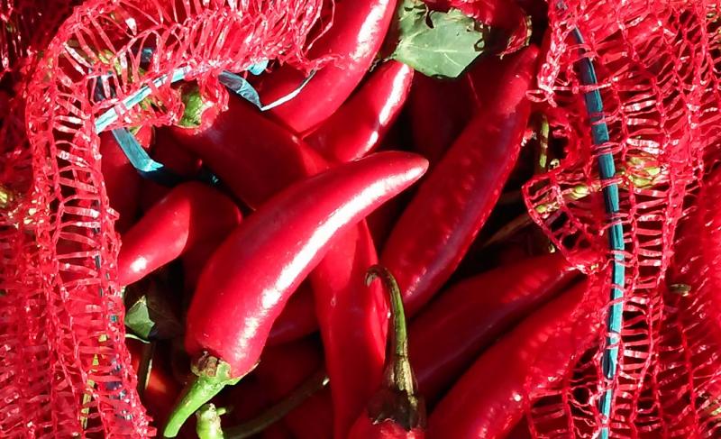 Fűszerpaprika program