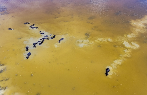 Két helyszínen táboroztatnak Mórahalmon - egész nyáron telt házzal