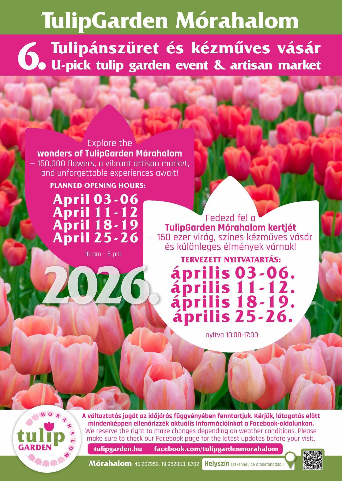 TulipGarden Mórahalom tulipánszüret plakát
