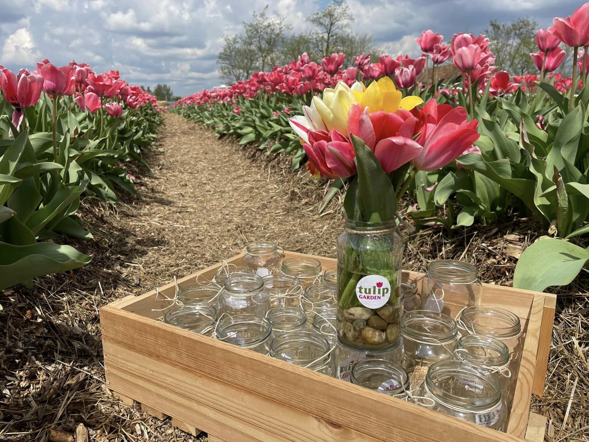 TulipGardenben szedhető tulipánok