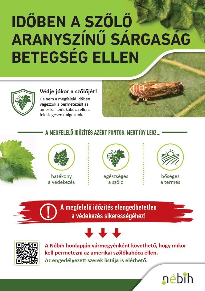 Veszélyben a szőlőültetvények!